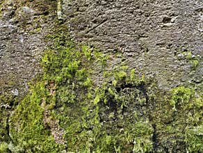 Abstrack old concrete wall with moss texture background