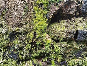 Abstrack old concrete wall with moss texture background