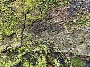 Abstrack old concrete wall with moss texture background