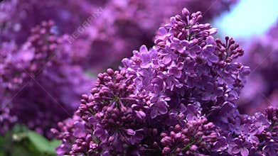 Close-up image of purple flower cluster against a blurred background, taken from ground level Soft petals with natural