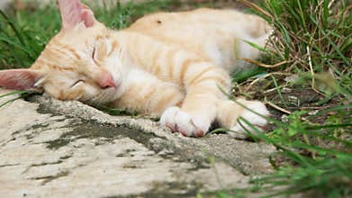 a cat is sleeping and relaxing during the day