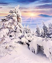 Trees covered with hoarfrost and snow in mountains