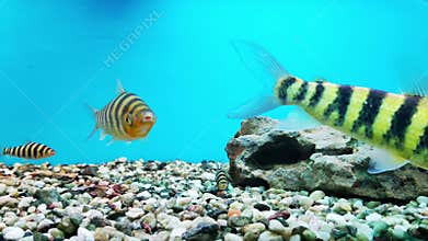 Botsia are bottom-dwelling fish from the Loach family. The group contains medium-sized and large representatives, for
