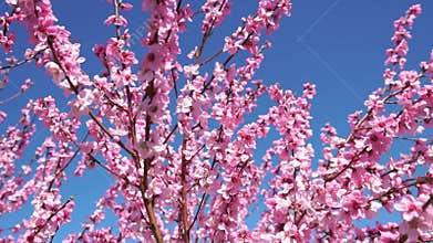 Cherry Blossoms Tree Spring Flowers - Blooming cherry blossoms against a blue sky during springtime.