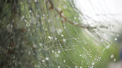 Dew on pine needles