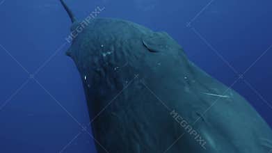 Sperm Whale Passing by the Camera
