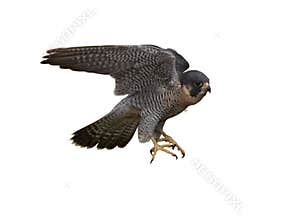 Peregrine Falcon