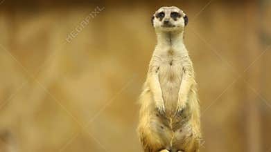 Meerkat on guard
