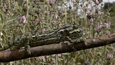 Adult and a small chameleon