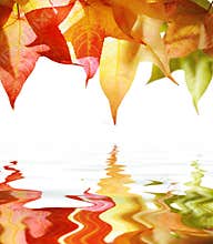 Autumn leaves over water