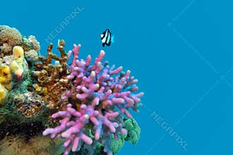 Coral reef with violet hood coral end exotic fish at the bottom of tropical sea on blue water background