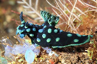 Nudibranch, Nembrotha cristata