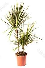 Isolated flower in pot