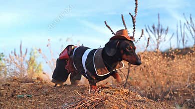 Dog in cowboy costume, straw hat adventure quest, prairie blue sky Imagination