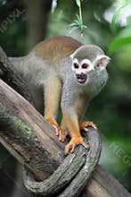 Squirrel Monkey on Tree 1