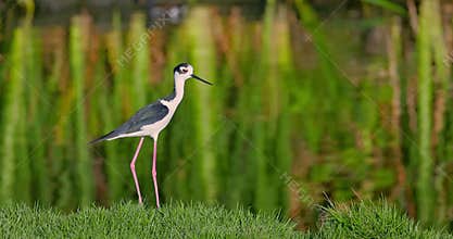 Stilt bird with long thin legs in calm water looking for fish food surrounding green tropical lake lush