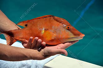 Hog fish