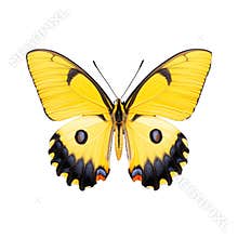 Vibrant yellow butterfly with open wings on transparent background