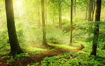 Morning in a green summer forest