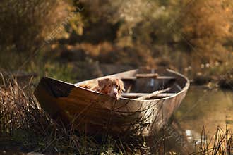 Golden Retriever resting in wooden boat