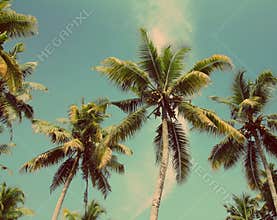 Palms under blue sky - vintage retro style