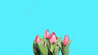 Blooming red tulips flower buds ALPHA matte