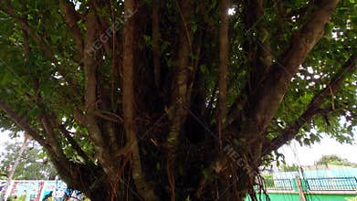 A banyan tree (Ficus benjamina) with hanging roots hanging from its trunk.