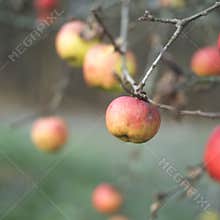 Apples
