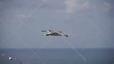 Seagull flying