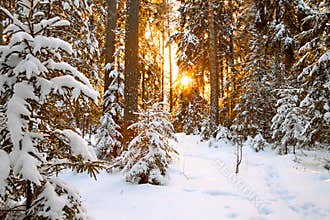 Winter landscape with sunset in the forest