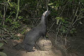 Grison, Huron or bushdog, Galictis vittata