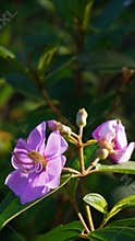 Melastoma affine flower with morning sunlight
