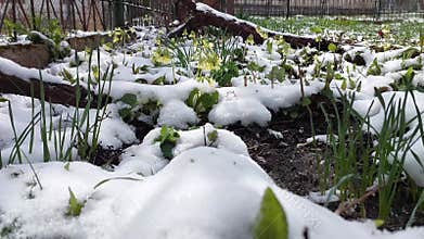 Snow-Kissed Violets: A Winters Gentle Touch