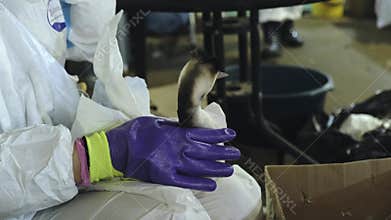 A wild great grebe bird pecks at the hands of a volunteer rescuer at a rehabilitation center. Wildlife Rescue