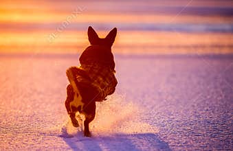 Little dog jumps up in a snow
