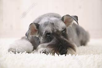 Schnauzer dog on the white carpet
