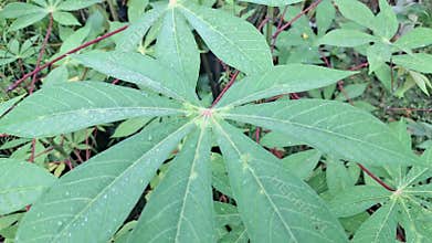 Cassava tree in Indonesian garden