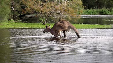 A male Eastern grey kangaroo walks across a wetland pond.