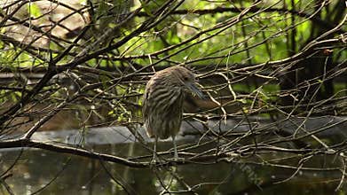 Green heron in a mangrove