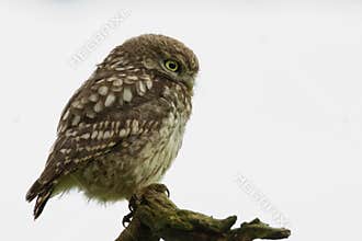 Little Owl (Athene noctua)