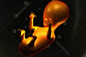 Human fetus