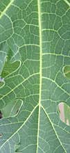 Papaya Leaves