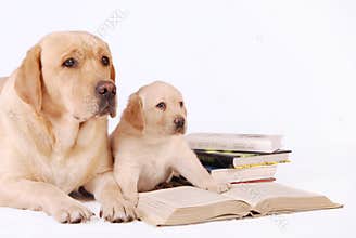 Labrador puppy with his mother and books