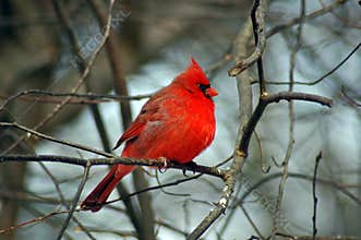 Cardinal 4
