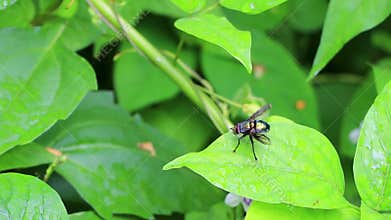 Green shiny fly on foliage in Chiang Mai Thailand