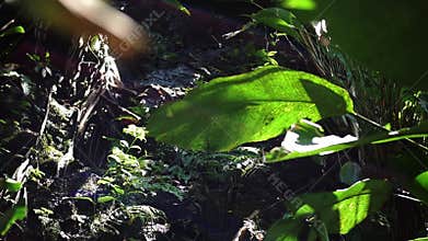 Lush Jungle Leaves with Sunlight
