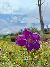 Melastoma affine Flowers in the garden with mountains backgrounds