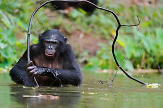 Bonobo ( Pan paniscus) portrait.