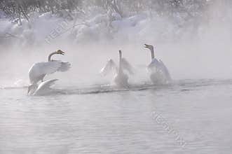 Swans quarrel lake misty winter (Cygnus Cygnus)