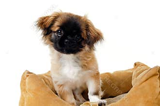 Puppy in dog bed